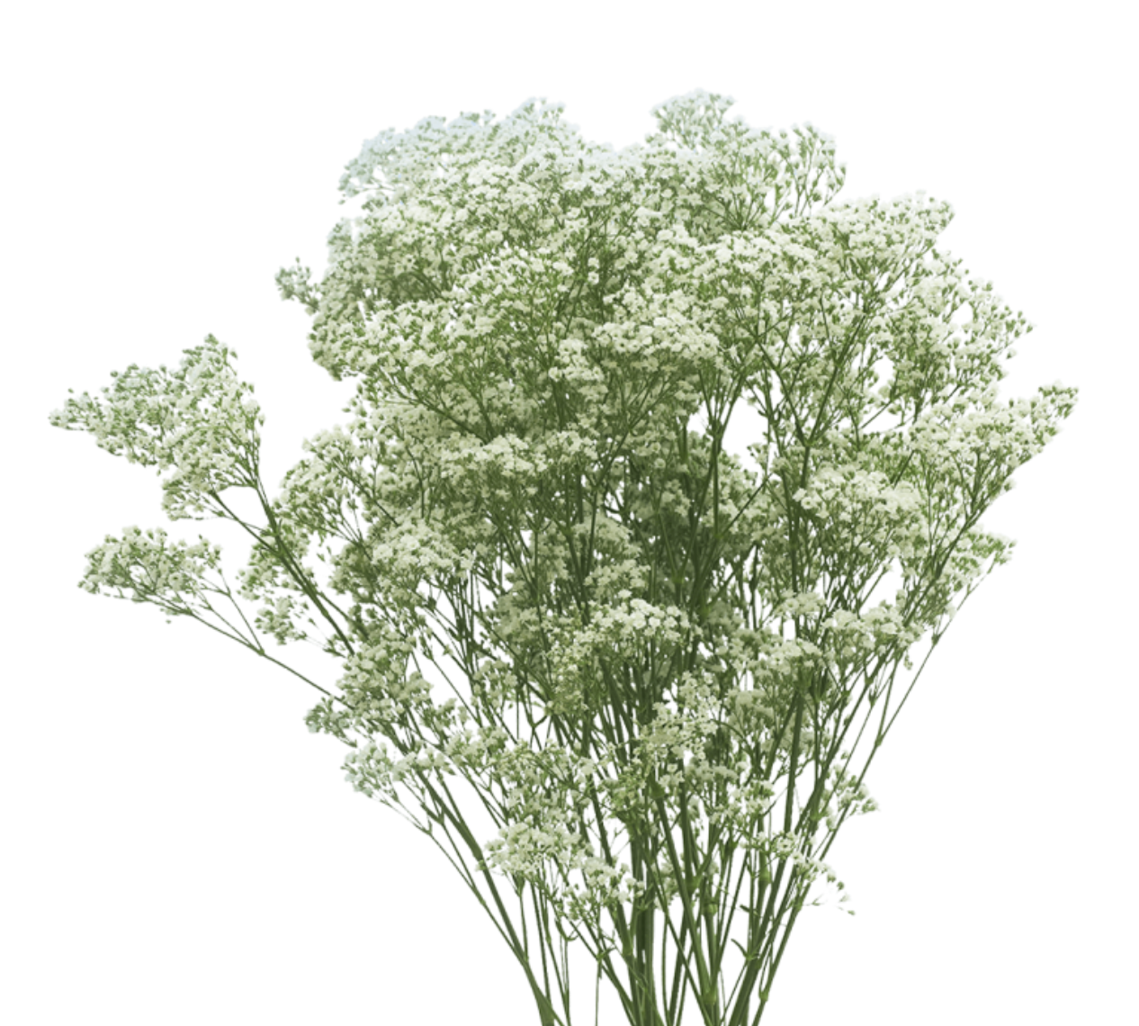 Gypsophilia Million Star